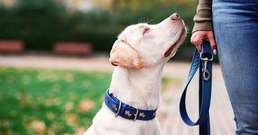 Person's Hand Holding the Leash of a Pet Dog