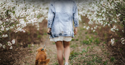 Spring walk in nature with dog