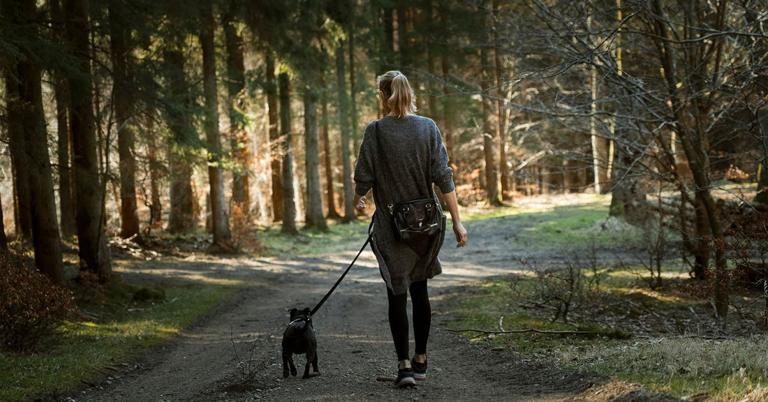 Tail-Wagging Trails: Top Dog-Friendly Hiking Routes in the Cotswolds